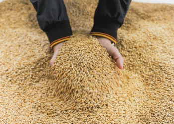 Strategic Grain Procurement: How Makfa’s Purchase from Kurgan Farmers Impacts Regional Agriculture