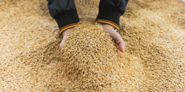 Strategic Grain Procurement: How Makfa’s Purchase from Kurgan Farmers Impacts Regional Agriculture