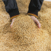 Strategic Grain Procurement: How Makfa’s Purchase from Kurgan Farmers Impacts Regional Agriculture