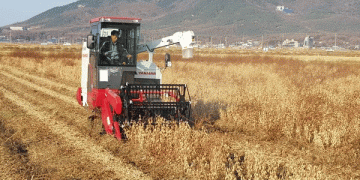 Streamlining Soybean Production: Ganghwa County Leads the Way in Mechanized Farming for Higher Quality Soybeans
