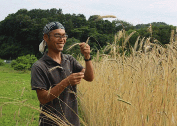 From Field to Table and Back Again: Sustainable Rye Straw Innovation in Japan