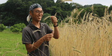 From Field to Table and Back Again: Sustainable Rye Straw Innovation in Japan