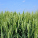 Mastering Wheat Nutrition: Finding the Ideal Nitrogen, Phosphorus, and Potassium Ratio for Maximum Yields