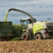 Crop at Risk: How Weather Challenges Are Impacting Corn-Bean Mixtures