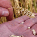 Crimean Wheat in 2024: Quality Boost Amidst Harsh Weather Conditions