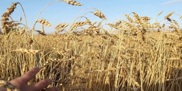 Tymen Region Completes Winter Crop Sowing for 2025: Key Insights and Implications for the Agricultural Sector