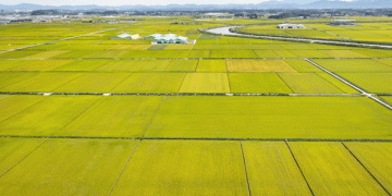 South Korea’s Rice Area Reduction Plan: Balancing Supply and Farmer Incentives
