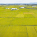 South Korea’s Rice Area Reduction Plan: Balancing Supply and Farmer Incentives