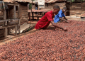 Bitter Beans in Ghana: The Curse of Gold and the Struggles of Cocoa Farmers