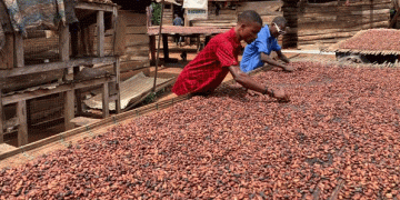 Bitter Beans in Ghana: The Curse of Gold and the Struggles of Cocoa Farmers