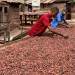 Bitter Beans in Ghana: The Curse of Gold and the Struggles of Cocoa Farmers