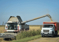 Harvest 2024: Record Rice Yields in Kuban Region Boost Russia’s Food Security