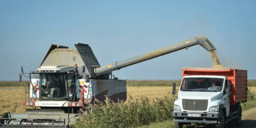 Harvest 2024: Record Rice Yields in Kuban Region Boost Russia’s Food Security
