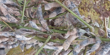 Soybean Farming in Crisis: Climate Change Fuels Disease Outbreaks in Jeju Island