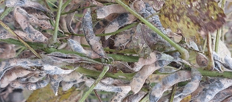 Soybean Farming in Crisis: Climate Change Fuels Disease Outbreaks in Jeju Island