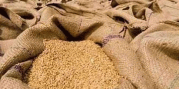 Wheat Prices Soar to Record Highs: How Will Flour Prices Be Affected?