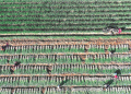 Innovative ‘Wheat + Leeks’ Double Cropping Model Boosts Agricultural Income in Shandong