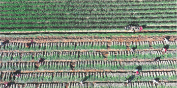 Innovative ‘Wheat + Leeks’ Double Cropping Model Boosts Agricultural Income in Shandong