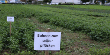 Self-Picking Beans: A Tradition Blossoms on Beat Käser’s Farm