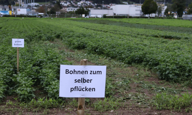 Self-Picking Beans: A Tradition Blossoms on Beat Käser’s Farm