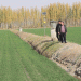 Efficient Winter Irrigation in Kuche: Laying the Foundation for a Bountiful Wheat Harvest