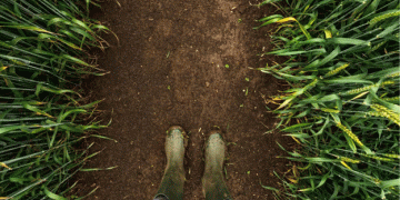 Rain Brings Hope for Winter Wheat as Drought Conditions Persist Across US Plains