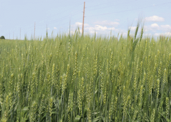 India’s Wheat and Rice Subsidies Under Global Scrutiny: Implications for Farmers Worldwide