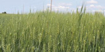 India’s Wheat and Rice Subsidies Under Global Scrutiny: Implications for Farmers Worldwide