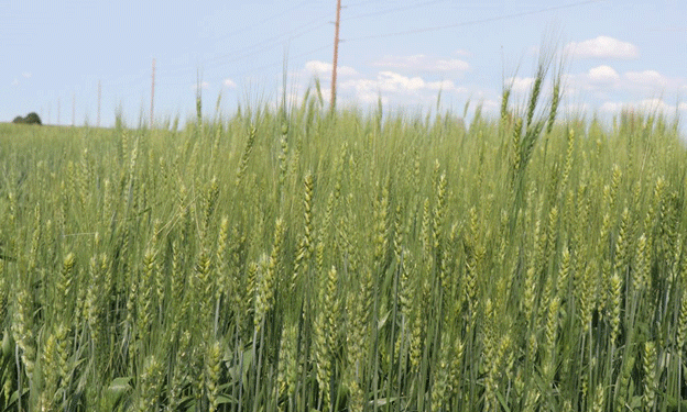 India’s Wheat and Rice Subsidies Under Global Scrutiny: Implications for Farmers Worldwide