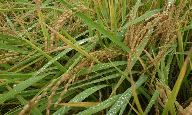 Kubani Rice Harvest Surges Past Last Year’s Yields: Promising Trends in Russian Rice Farming