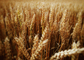 Russian Grain Exports to China Surge: What It Means for the Global Market