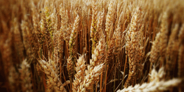 Russian Grain Exports to China Surge: What It Means for the Global Market