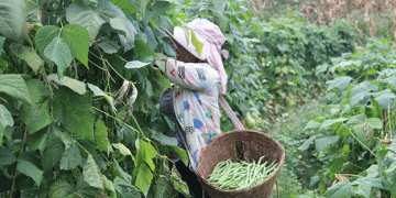 From Courts to Markets: How Beans are Boosting Farmers’ Incomes in Jinggu County
