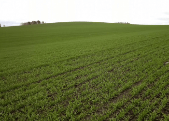 Results of Winter Crop Sowing in the Krasnoyarsk Region