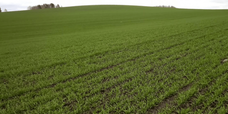 Results of Winter Crop Sowing in the Krasnoyarsk Region