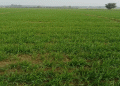 Wheat Sowing Declines in Sri Ganganagar, Barley Shows Increased Interest Due to Water Scarcity