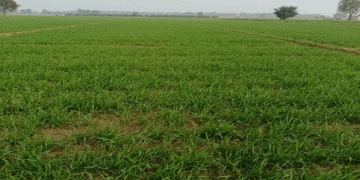 Wheat Sowing Declines in Sri Ganganagar, Barley Shows Increased Interest Due to Water Scarcity