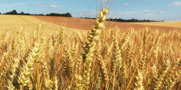 Wheat Sowing Area Matches Five-Year Average: What This Means for Farmers and the Upcoming Harvest