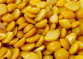 Omsk Region Diversifies Crops: A Shift Toward Soy and Lentils After Record Grain Harvest