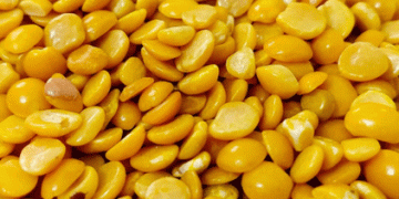 Omsk Region Diversifies Crops: A Shift Toward Soy and Lentils After Record Grain Harvest