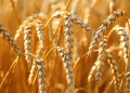 India’s Rabi Season Shifts: Wheat and Pulses Surge Amid Changing Sowing Patterns