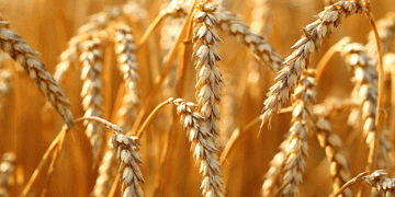 India’s Rabi Season Shifts: Wheat and Pulses Surge Amid Changing Sowing Patterns