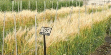 Revamping Seed Standards: How New Guidelines for Barley and Wheat Will Shape Crop Breeding