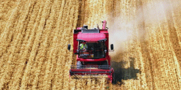 Unlocking the Genetic Code: A Breakthrough in Wheat Adaptation and Breeding