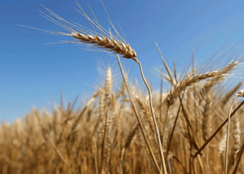 India’s Wheat Export Ban: Potential Impact on Global Food Prices and Inflation