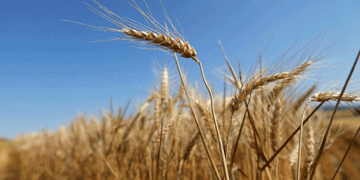 India’s Wheat Export Ban: Potential Impact on Global Food Prices and Inflation