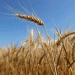 India’s Wheat Export Ban: Potential Impact on Global Food Prices and Inflation