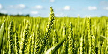 Protecting Wheat Crops from Root Aphid Infestation: Timely Pesticide Application for Healthier Yields