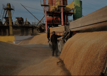 Russia Awaits a New Chapter in Wheat Trade with Egypt’s Mostakbal Misr