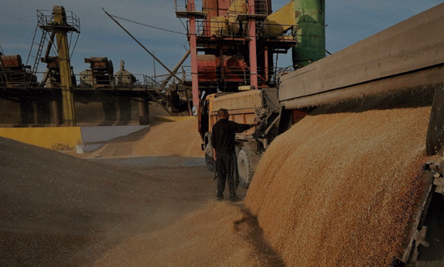 Russia Awaits a New Chapter in Wheat Trade with Egypt’s Mostakbal Misr